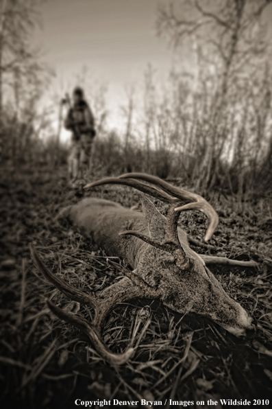 Bowhunter approaching whitetail buck. (Original image # 11049-015.87D)
