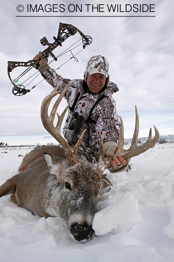 Bowhunter with bagged white-tailed deer.