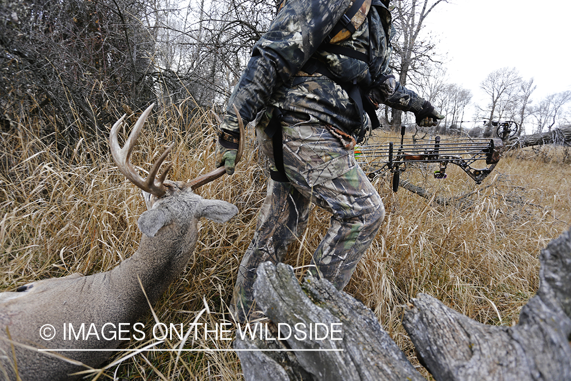 Bowhunter dragging bagged white-tailed buck.