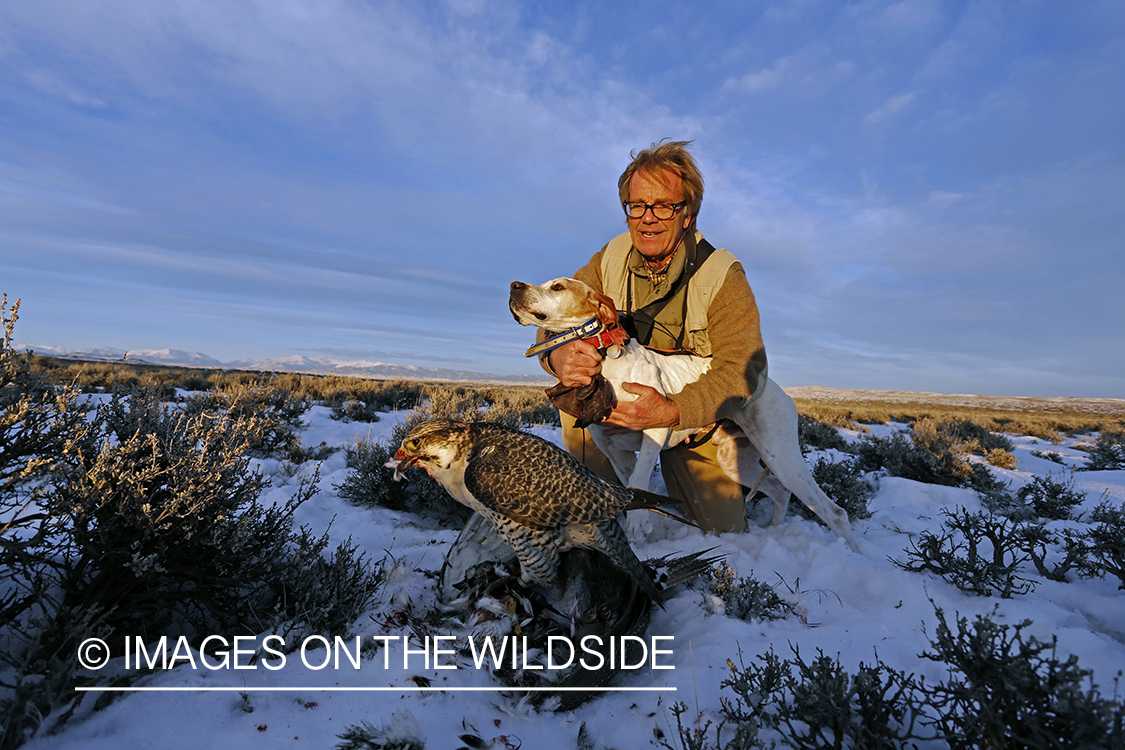 Gyr falcon on sage grouse with falconer and english pointer.