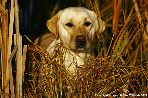 Yellow Labrador Retriever
