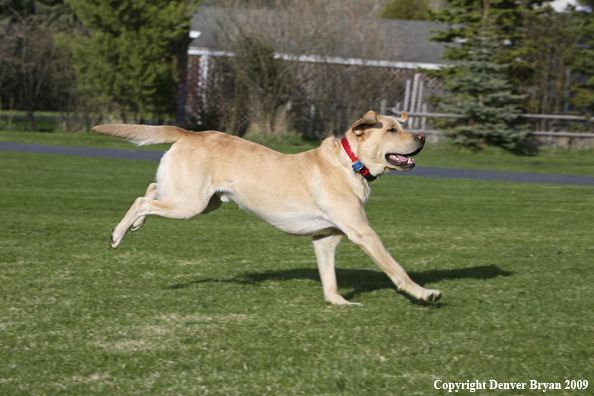 Yellow Labrador Retriever in yard