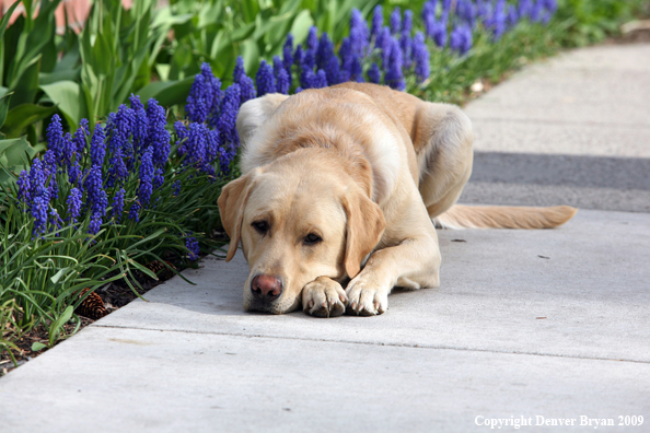 Yellow Labrador Retriever by flowers