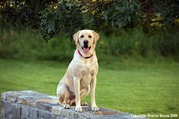 Yellow Labrador Retriever in yard