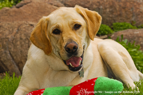 Yellow Labrador Retriever