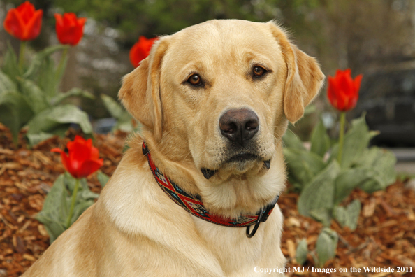 Yellow Labrador Retriever.