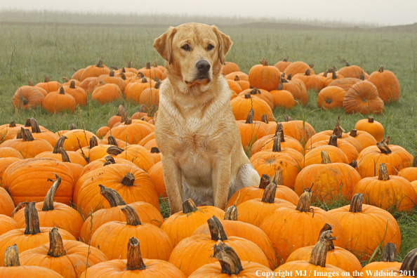Yellow Labrador Retriever wth pumpkins.
