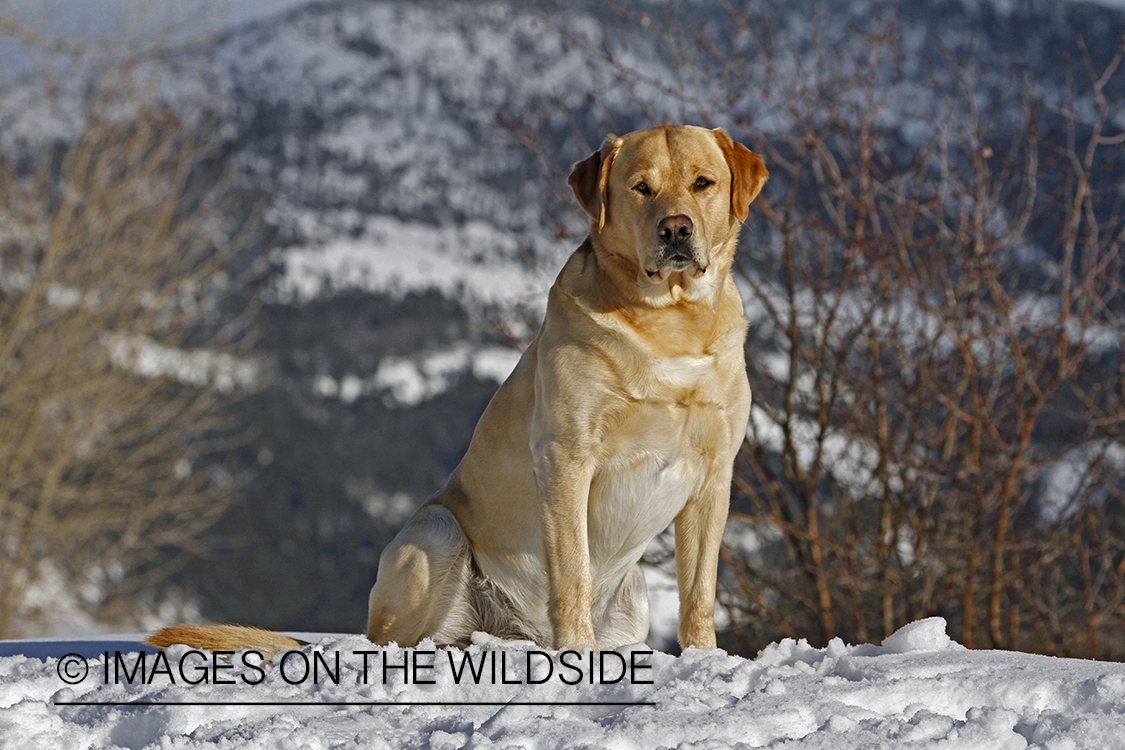 Yellow Labrador Retriever