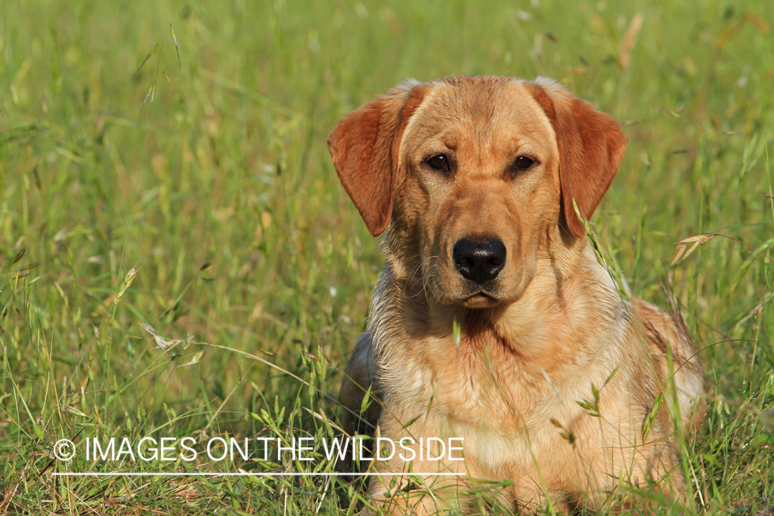 Yellow Labrador Retriever