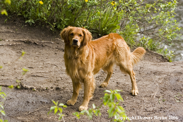 Golden Retriever sitting on deck.