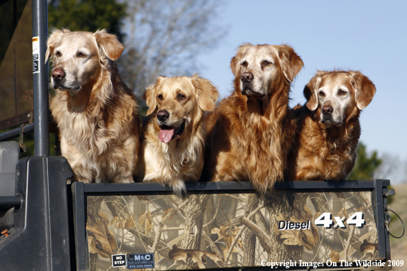 Golden Retrievers