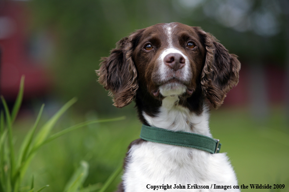 Brittany Spaniel in yard