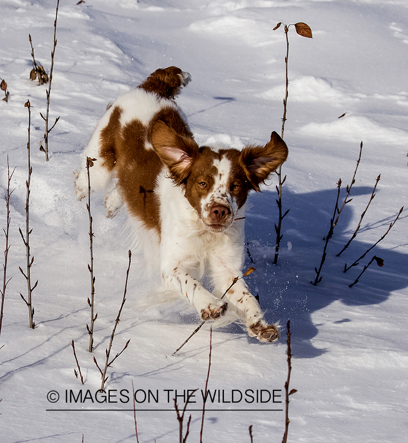 Brittany Spaniel in field.