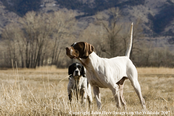 English Pointer and English setter in field