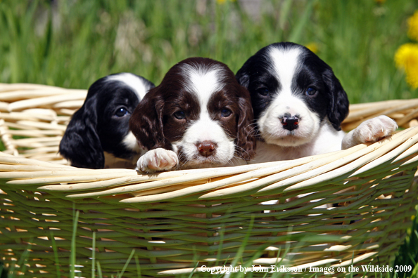 Springer Spaniel puppies in basket