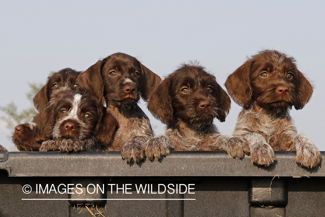 German Wirehair Pointer puppies