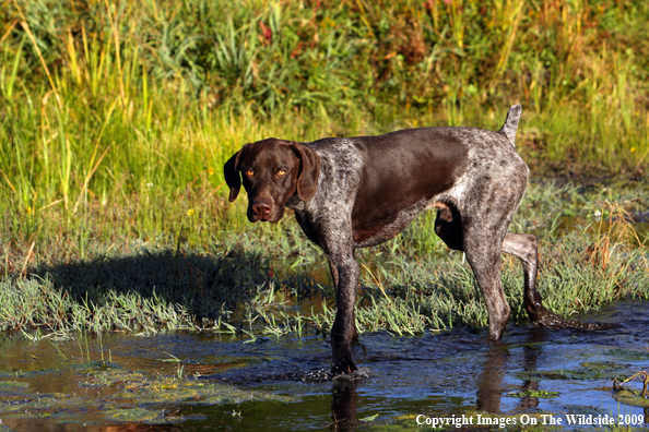 German Short-Haired Pointer in field
