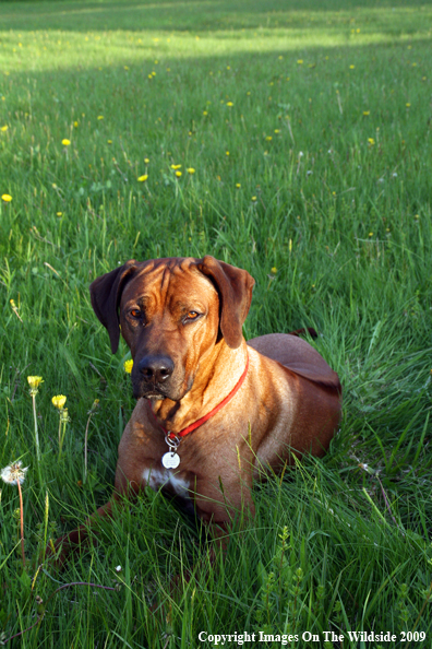 Rhodesian Ridgeback