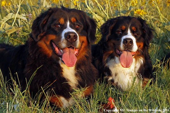 Bernese Mountain Dogs. 
