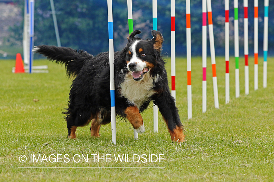 Bernese Mountain dog weaving through poles.