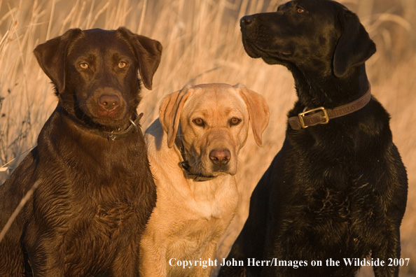 Multi-colored labrador retrievers in field.