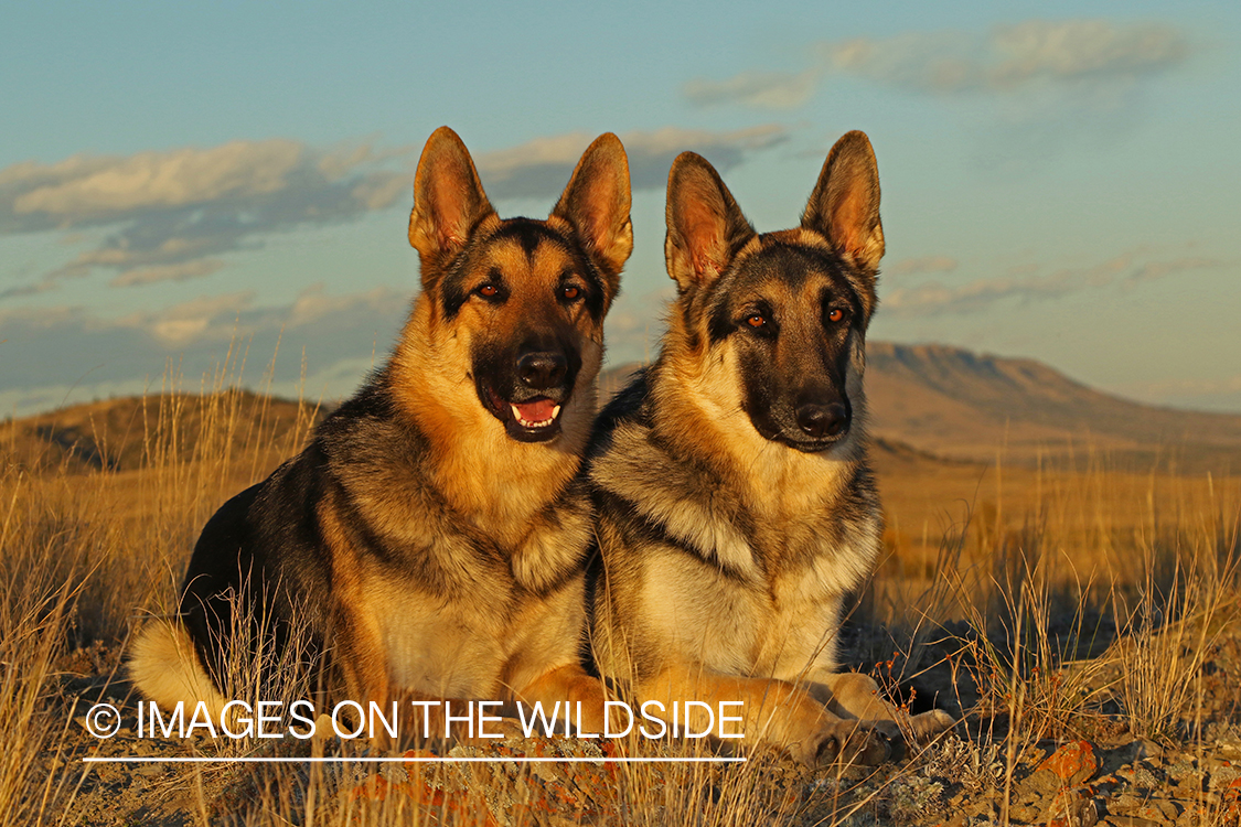 German Shepherds in grass.