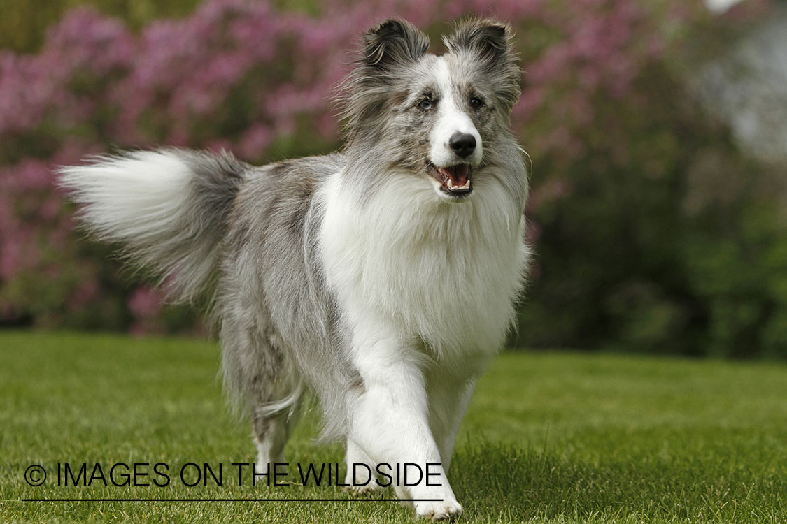 Sheltie running in field.
