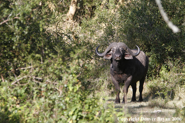 African Cape Buffalo