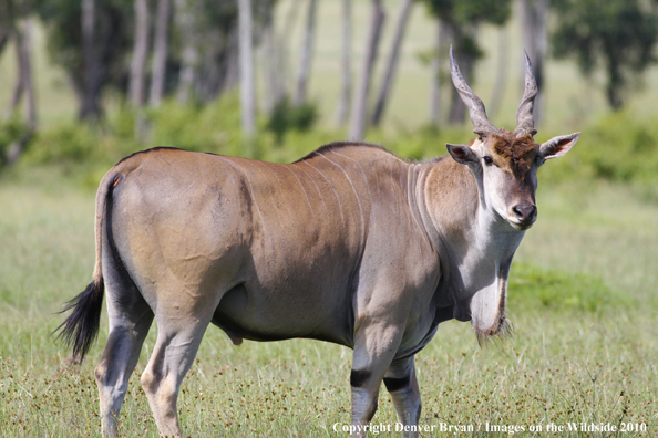 African Eland in habitat