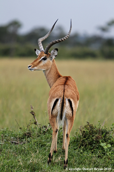 Impala buck in habitat (Africa).