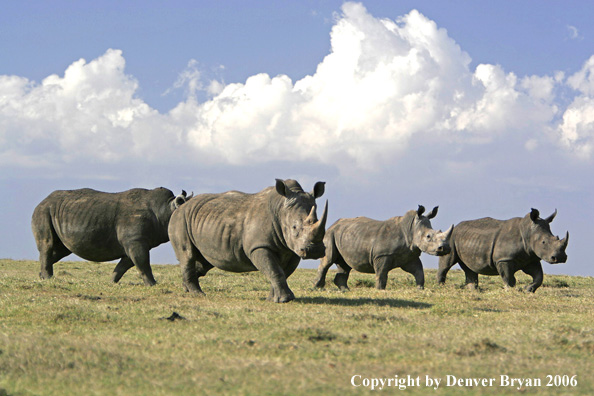 White African Rhinocerouses