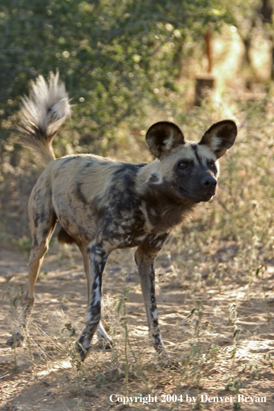 African Wild Dog in habitat.