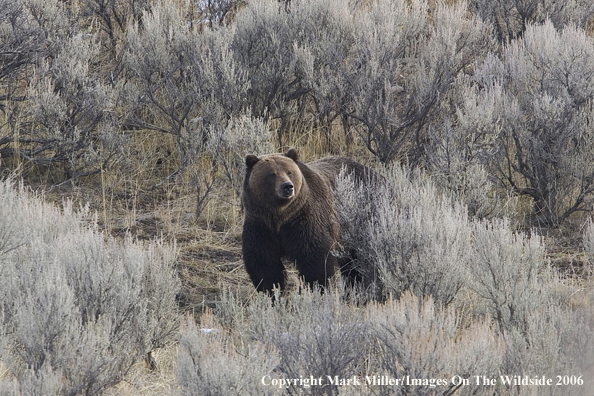 Grizzly bear in habitat.