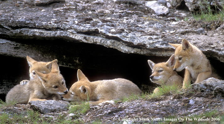 Coyote pupsw in habitat.