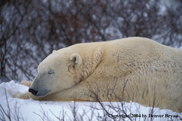 Polar Bear sleeping