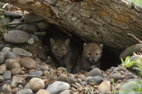 Gray wolf pups in den.
