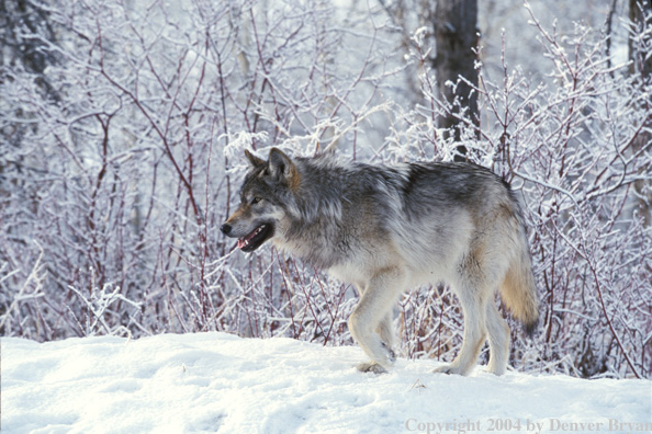 Gray wolf in winter habitat.