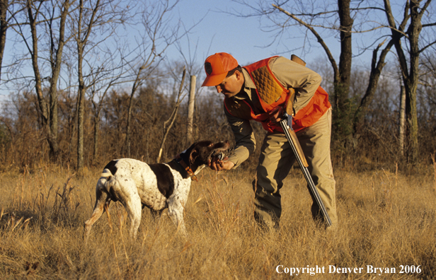 Upland game bird hunter retrieving quail from dog.