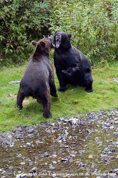 Brown bears in habitat.