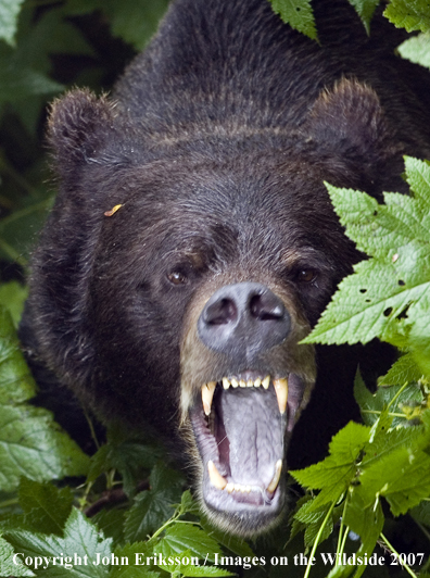 Grizzly/Brown Bear snarling