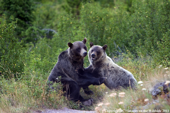 Brown Bears play fighting. 