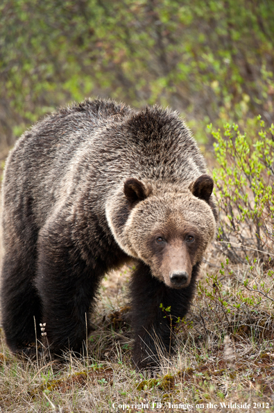 Grizzly Bear in habitat.