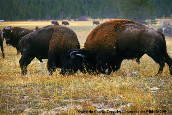 American Bison Bulls