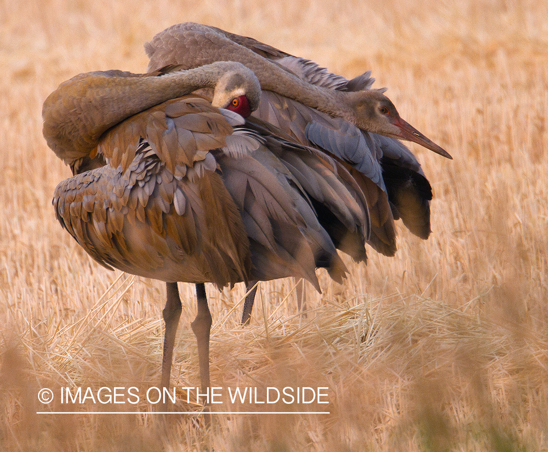 Sandhill Cranes in habitat.
