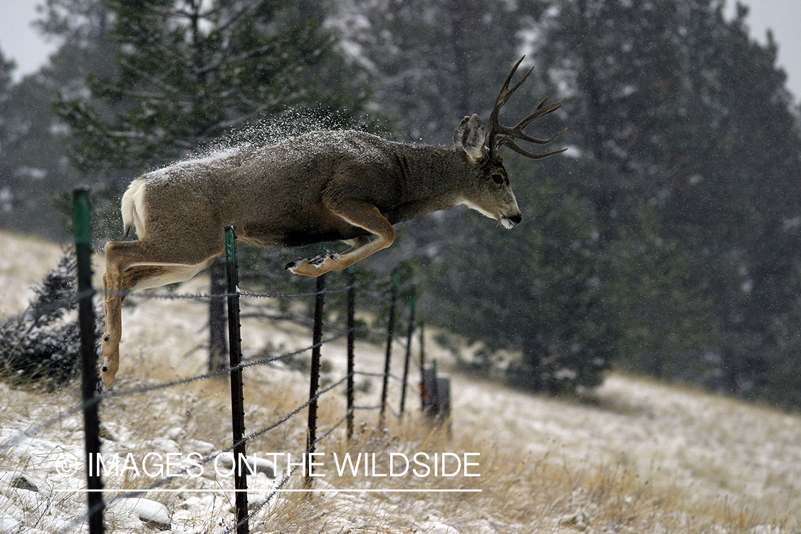 Mule deer jumping fence