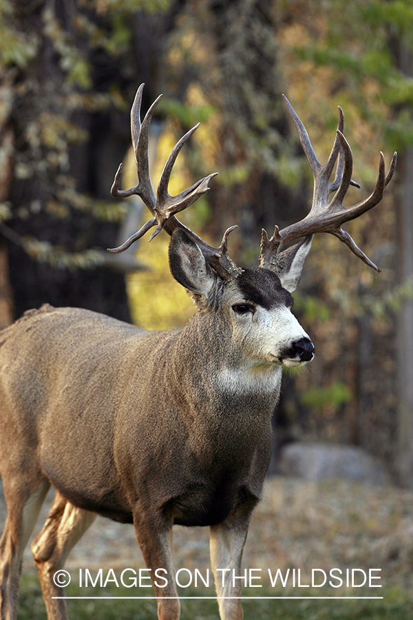 Mule deer 