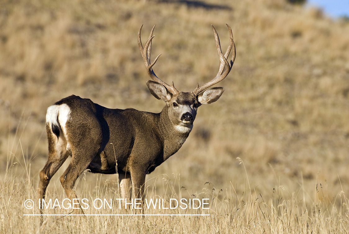Mule deer 