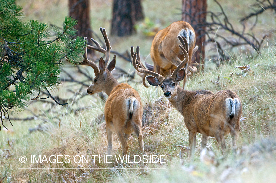 Mule Bucks in Velvet 