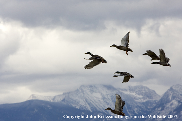Flock of mallards in flight