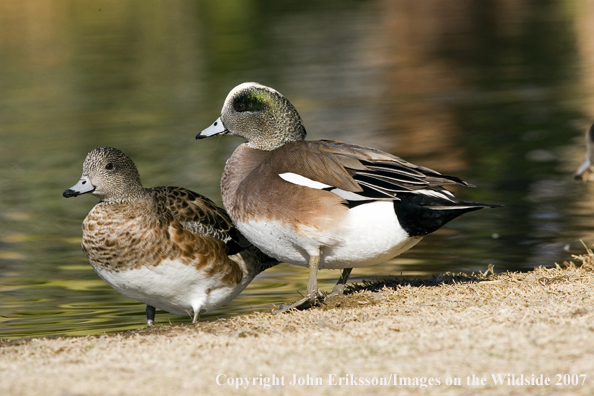 Wigeon ducks